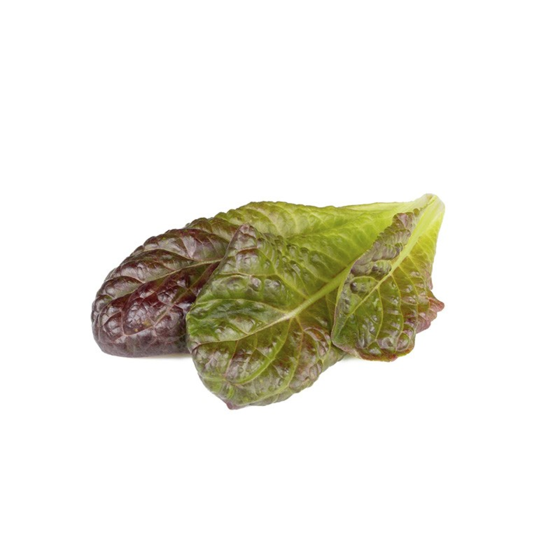 Capsules de Graines Click and Grow 3 Laitue Romaine Rouge