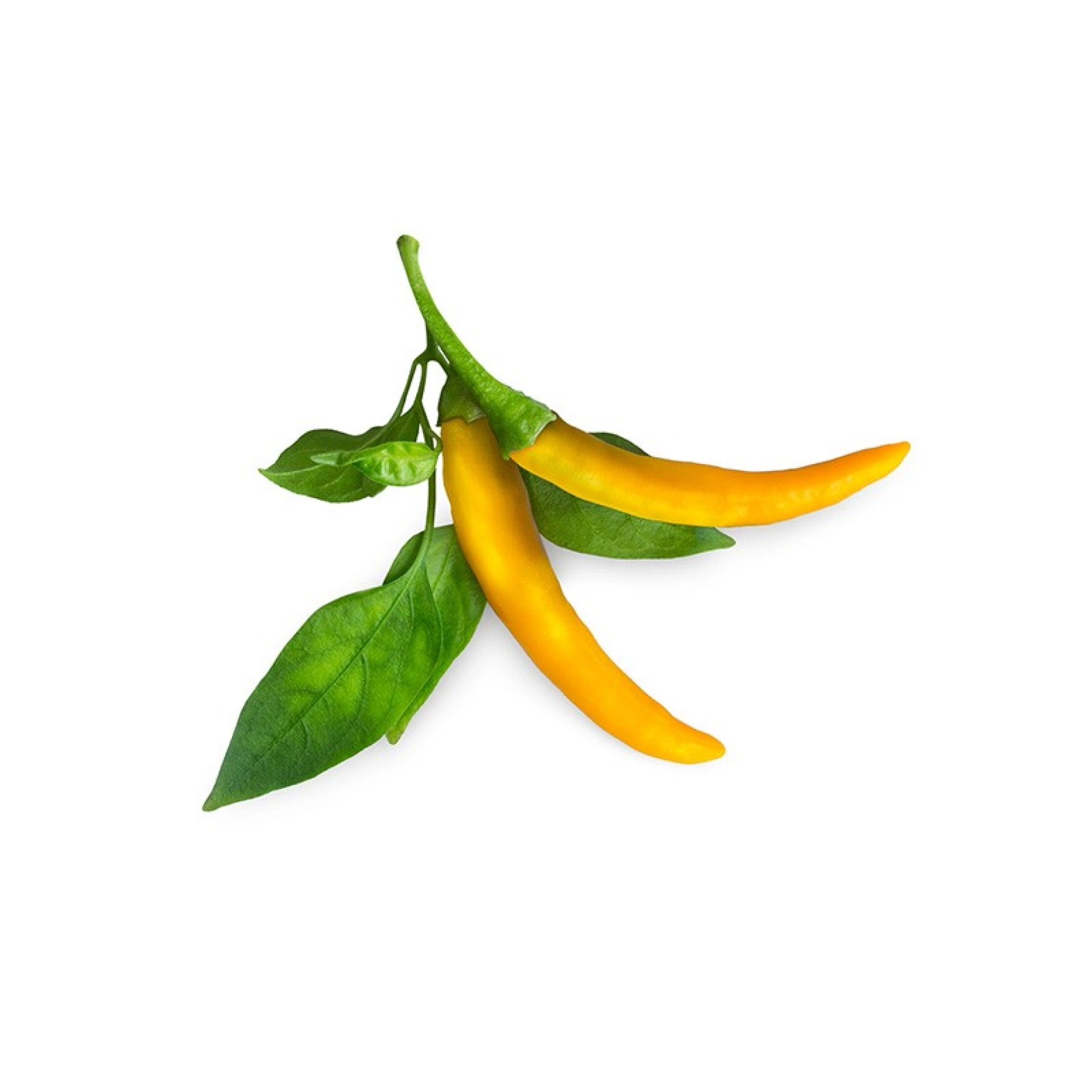 Capsules de Graines Click and Grow 3 Piment Jaune